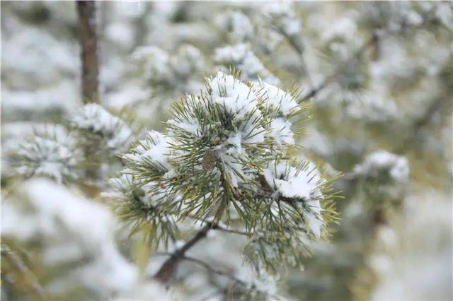 雪花飞舞大地间，自然的诗篇与生命的交响乐章