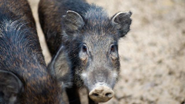 探究野猪肉不能摆上餐桌的背后原因与影响