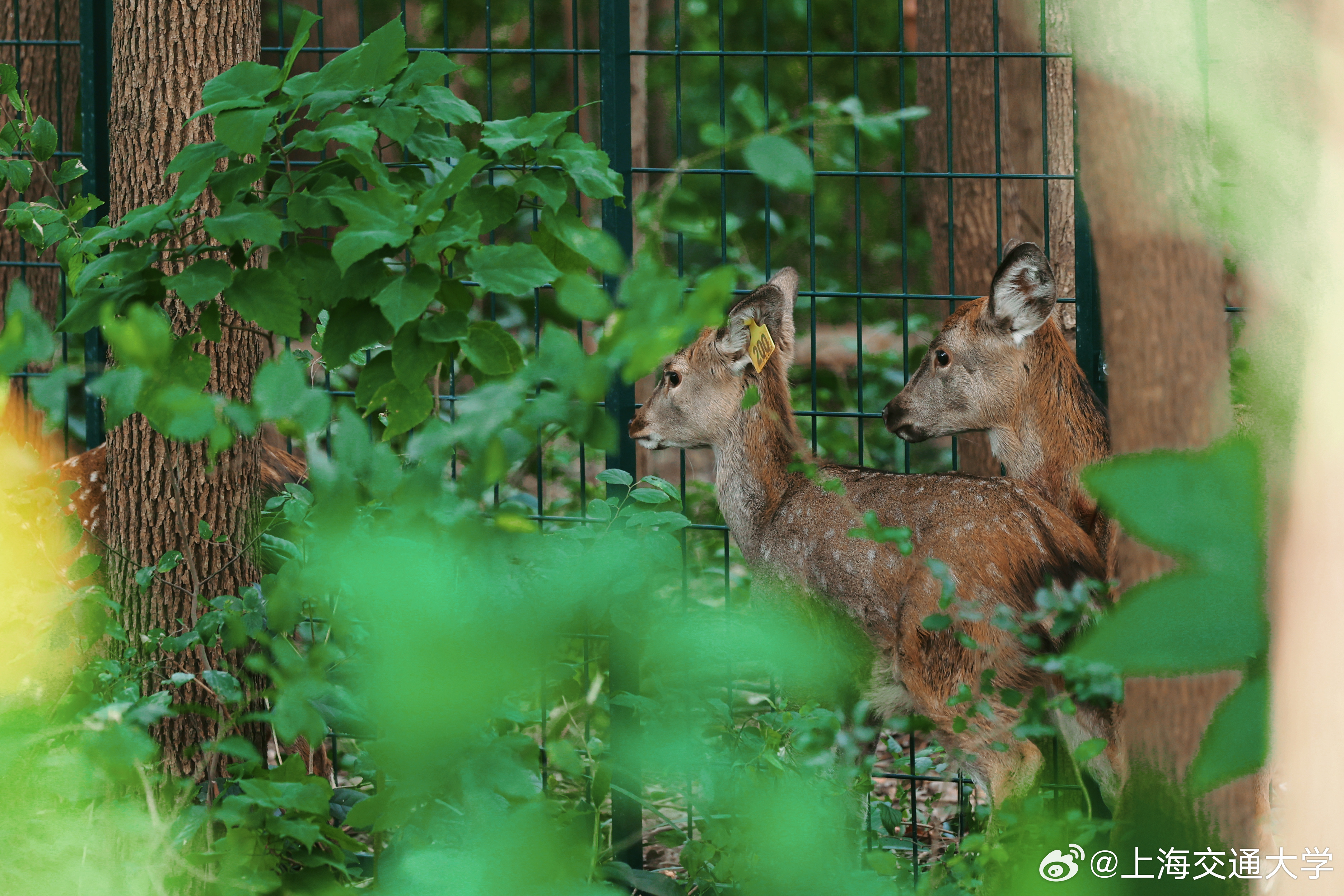 数百人涌入上海交大观赏小鹿，人与自然和谐共融的美好瞬间