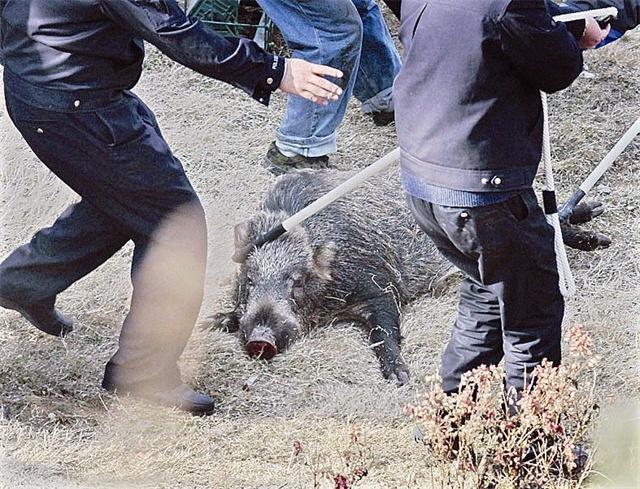 律师解读野猪闯入民宅伤人事件，法律与人道关怀的挑战