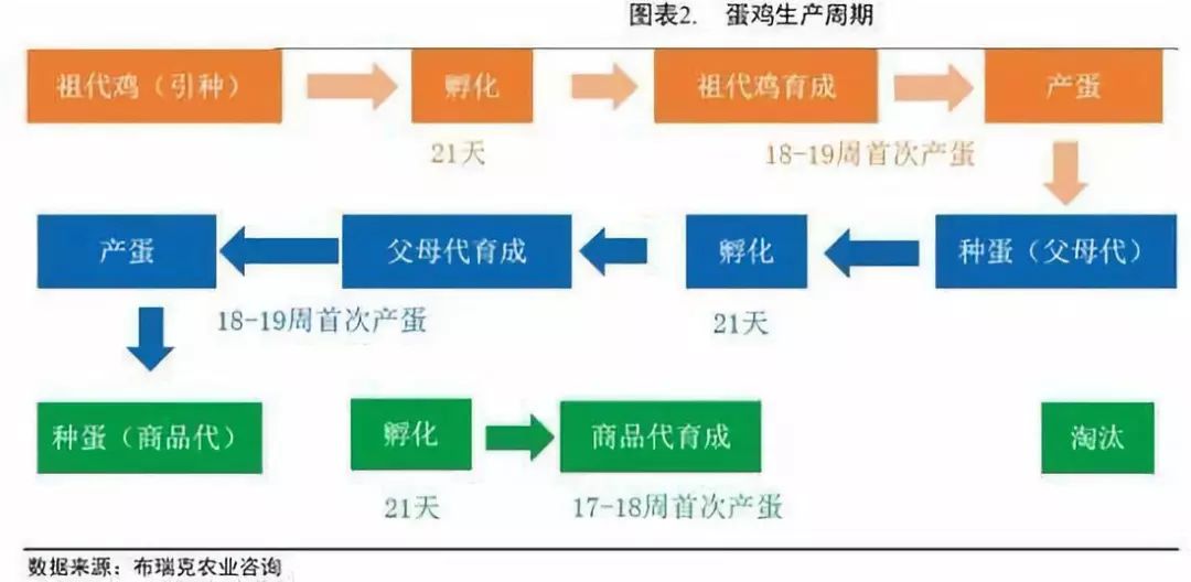 2024新澳今晚资料鸡号几号,深度分析解析说明_创意版115.959