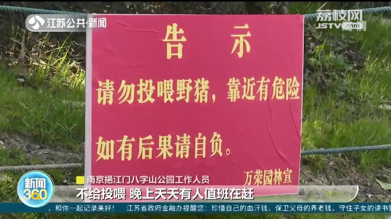 生态失衡下的生存挑战，数十头野猪拖家带口乞讨为生