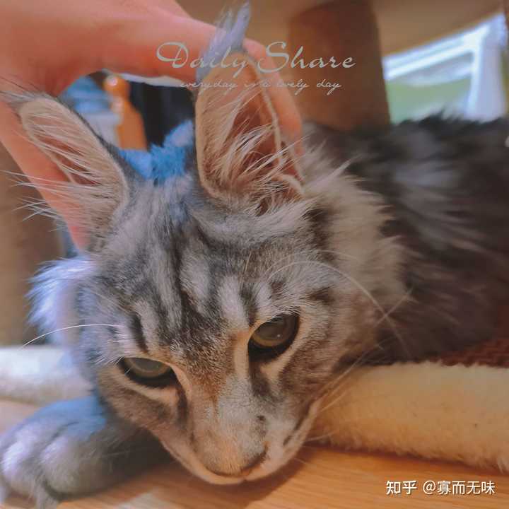 三千买的缅因猫治疗花了一万多，三千买的缅因猫治疗花了一万多