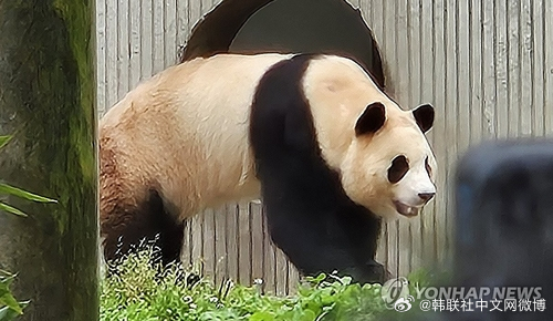 大熊猫福宝状况异常引关注与担忧