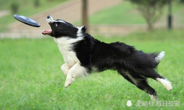 边牧是不是都会给自己立狗设，边牧是否会给自己立狗设？