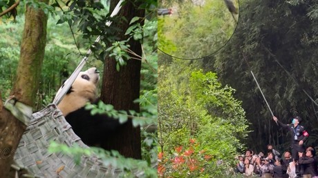 女子熊猫基地拉横幅引发争议，公众关注与反思