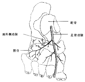 骰骨的读音及意义详解