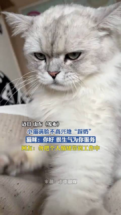 猫，很不高兴为您服务，猫，很不高兴为您服务