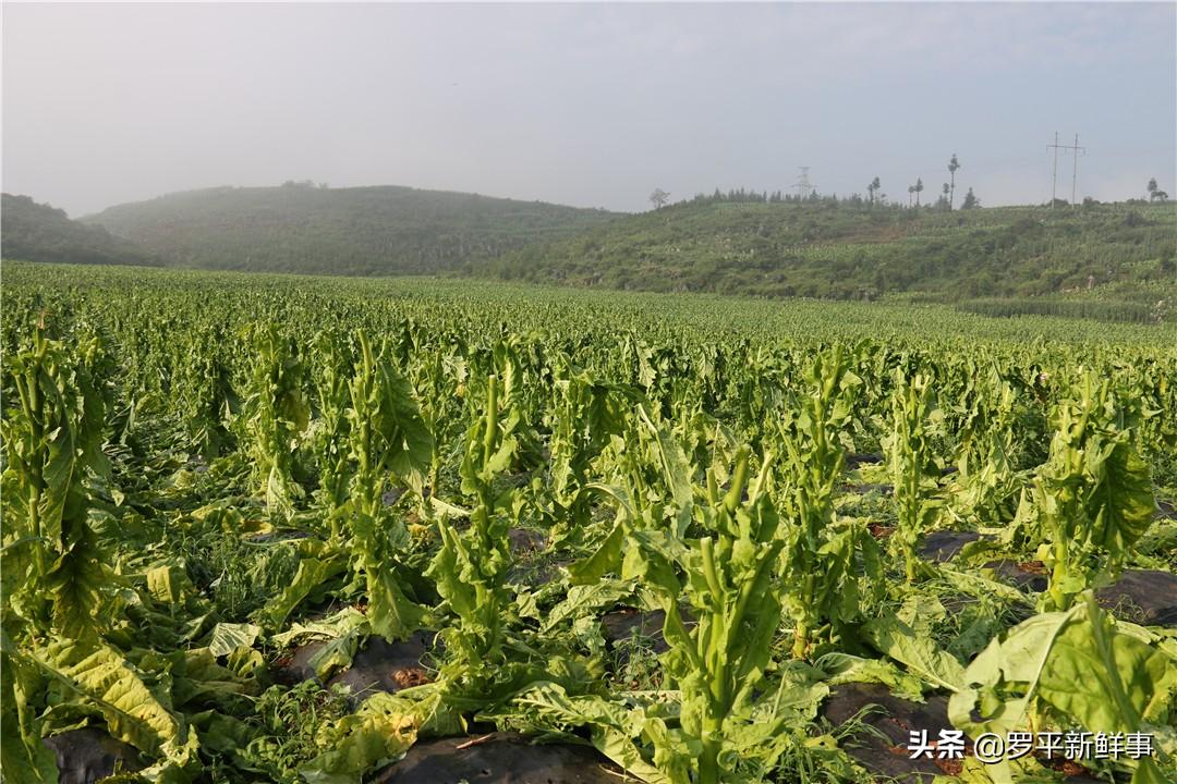 克麦居委会领导团队，引领社区发展的核心力量新篇章