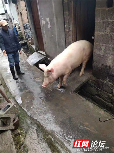 主人杀年猪，狗狗偷吃猪肉被撑死