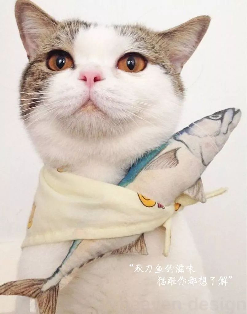 领养猫咪花费1.4万后拒付猫贷，被告面临法律后果