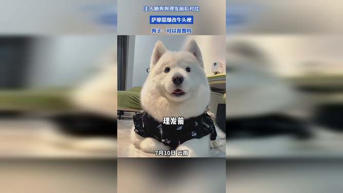 理发前与理发后的萨摩耶和白色柴犬