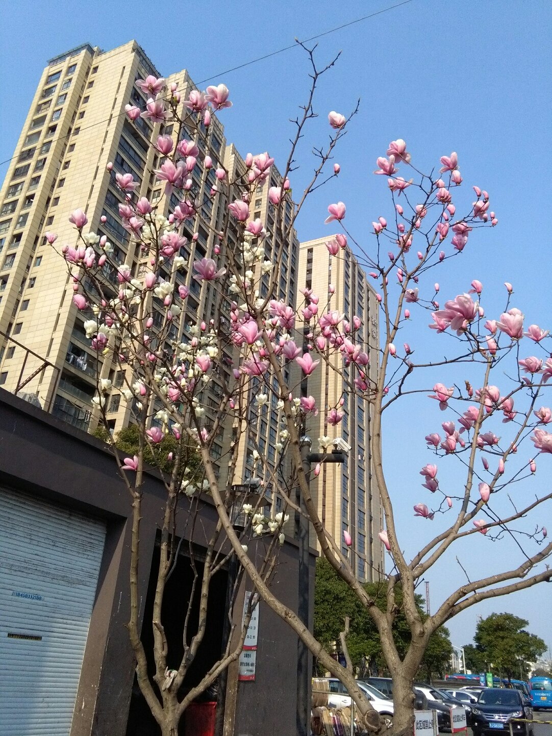 万莲街道天气预报更新通知