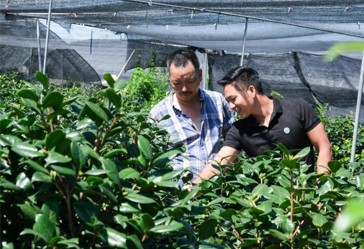 茶花社区领导引领开启发展新篇章