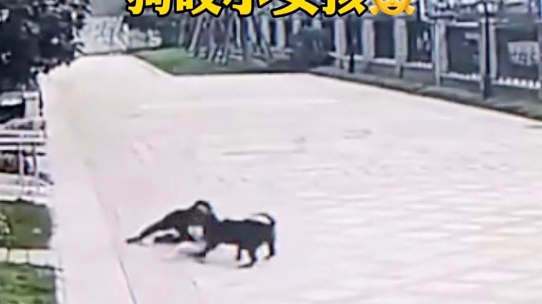 西安4岁男童遭恶犬袭击昏迷