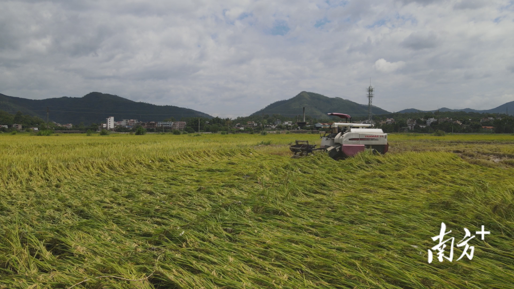 罗定市农业农村局发布最新新闻动态