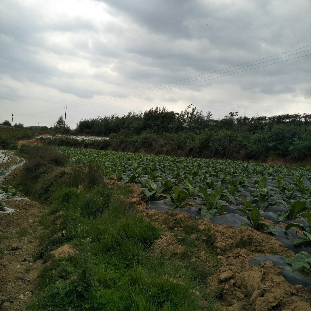 覃巴镇天气预报更新