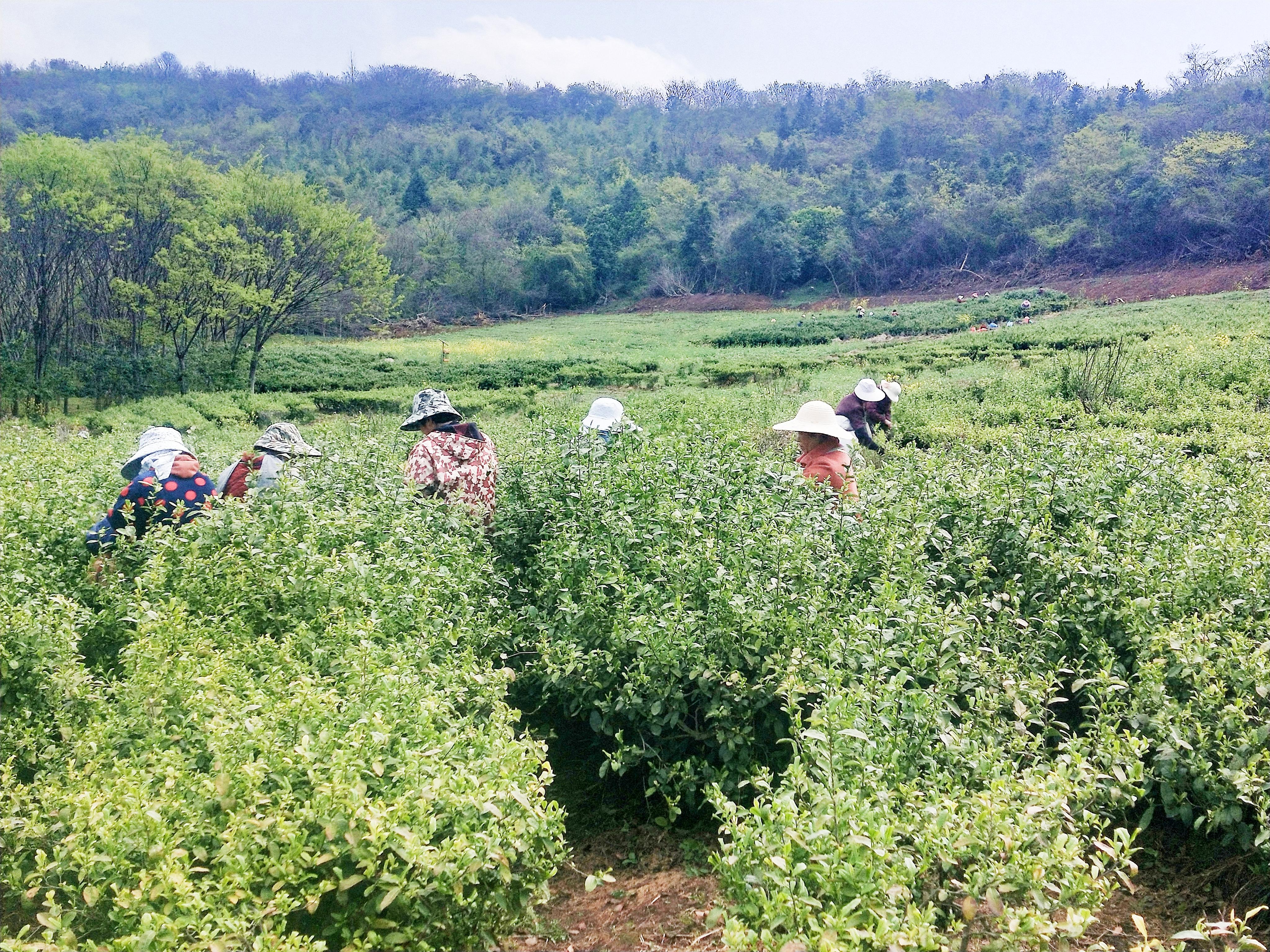 茶园街道新项目重塑城市风貌，驱动社区发展新篇章