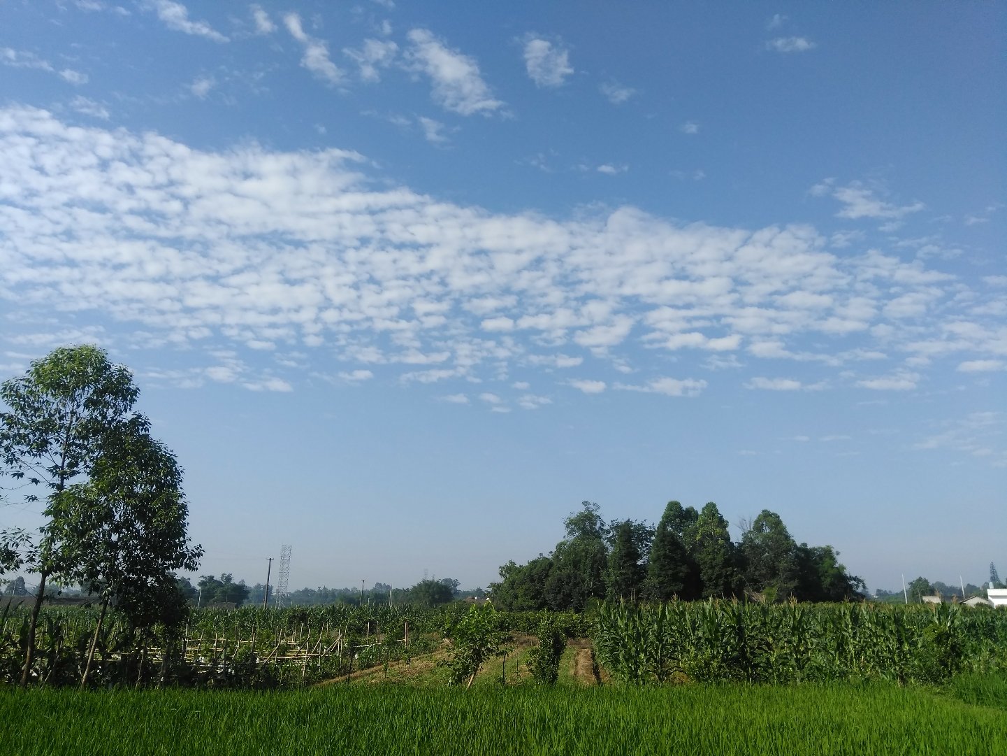 青天乡天气预报更新通知